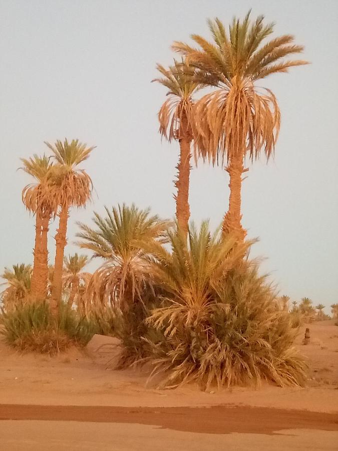 فندق Sahara Peace Camp زڭورة المظهر الخارجي الصورة
