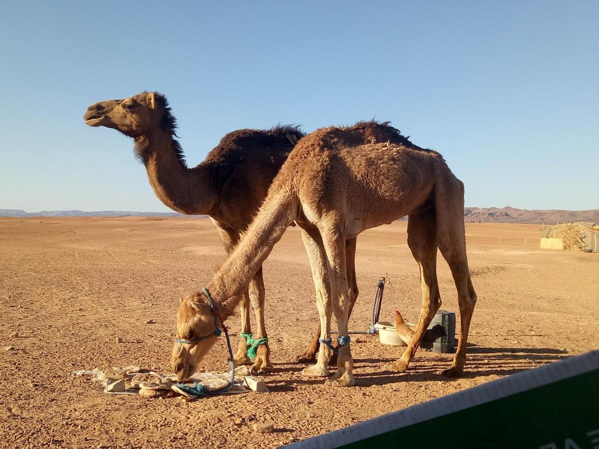 فندق Sahara Peace Camp زڭورة المظهر الخارجي الصورة