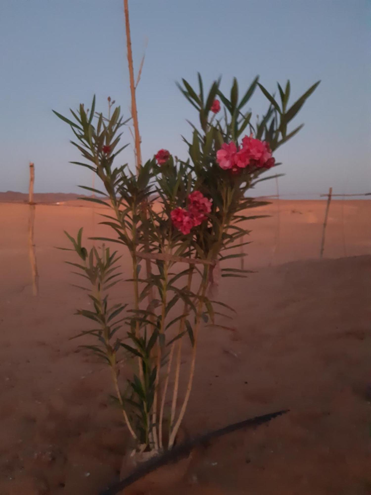 فندق Sahara Peace Camp زڭورة المظهر الخارجي الصورة